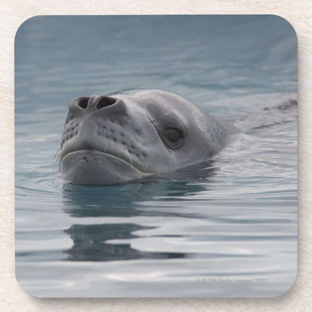 Dessous-de-verre léopard de joint qui nage (Devant)