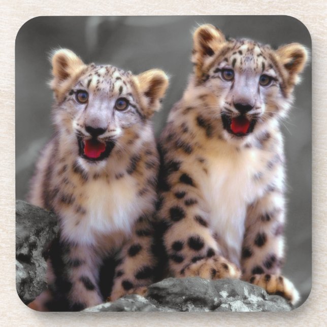 Dessous-de-verre Léopard de neige CUB (Devant)