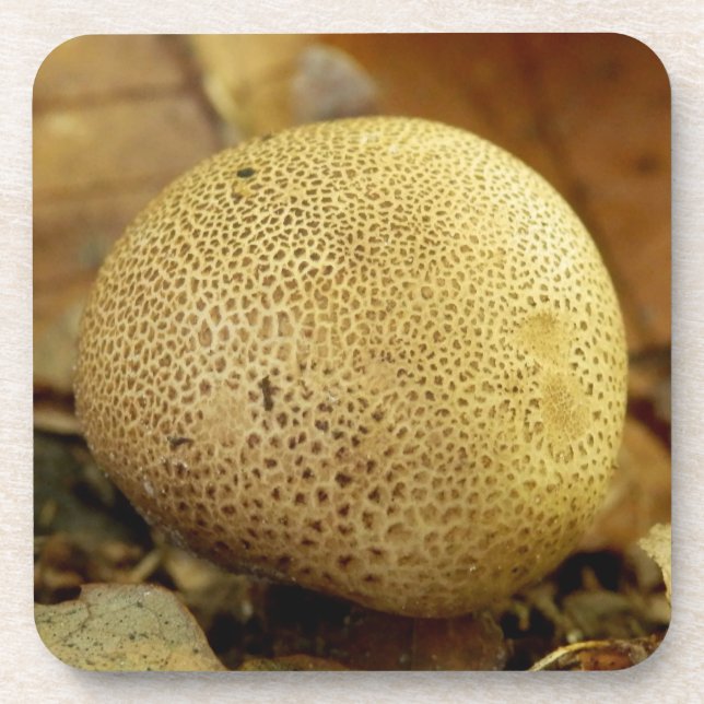 Dessous-de-verre Leopard Earthball Fungus Hard Plastic Coasters (Devant)