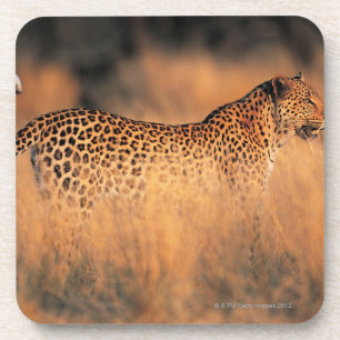 Dessous-de-verre Léopard (pardus de Panthera)