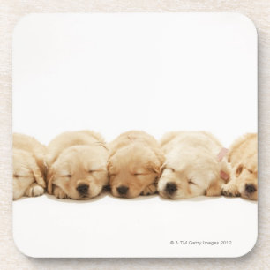 Dessous-de-verre Les chiots du golden retriever