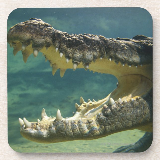Dessous-de-verre Les crocodiles ouvrent la bouche (Devant)