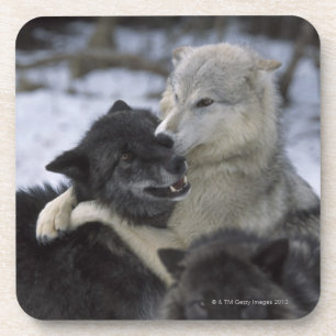 Dessous-de-verre Les Etats-Unis, Montana, loups jouant dans la