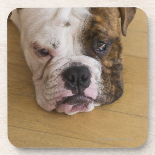 Dessous-de-verre Les Etats-Unis, New Jersey, Jersey City, portrait