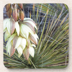 Dessous-de-verre Les Fleurs De Yucca Dans Le Haut Missouri