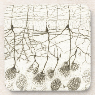 Dessous-de-verre Les neurones 8 de Cajal