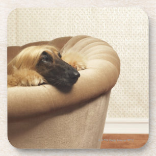 Dessous-de-verre Lévrier afghan se trouvant sur le sofa