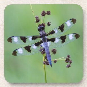 Dessous-de-verre Libellule perchée sur l'herbe, Canada