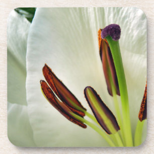 Dessous-de-verre Lilium Oriental Blanc