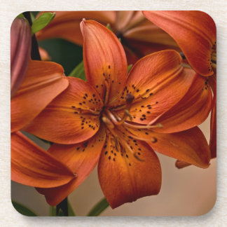 Dessous-de-verre Lily d'Asie