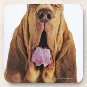 Dessous-de-verre Limier (chien de St Hubert) avec les yeux fermés,
