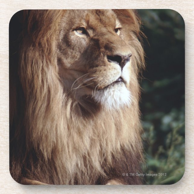 Dessous-de-verre lion (Devant)