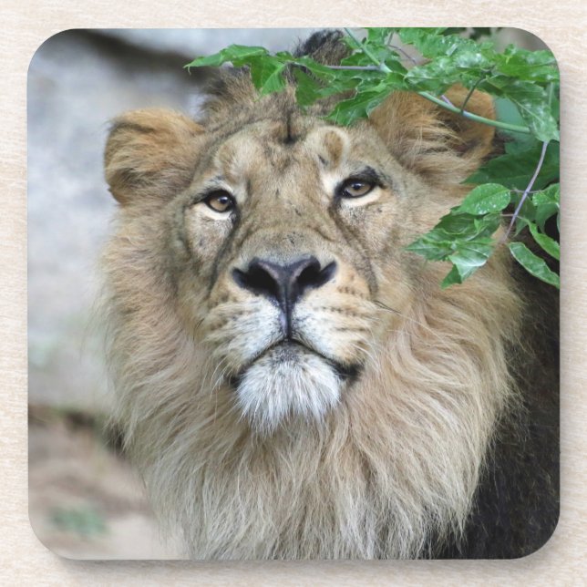 Dessous-de-verre Lion 002 (Devant)
