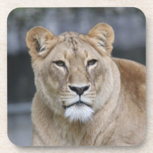 Dessous-de-verre Lion 004
