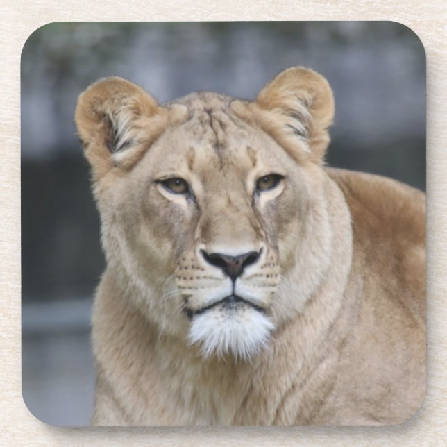 Dessous-de-verre Lion 004 (Devant)