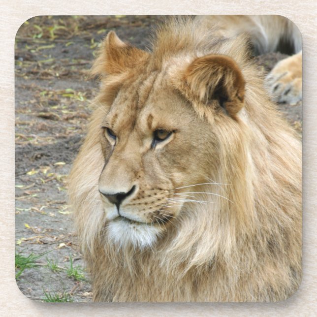 Dessous-de-verre Lion 011 (Devant)