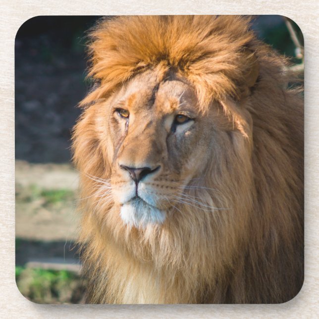 Dessous-de-verre Lion 013 (Devant)