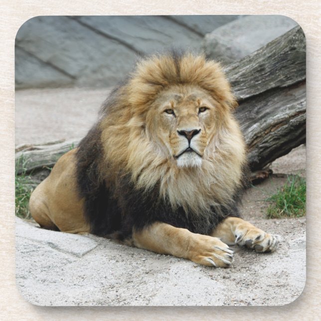 Dessous-de-verre Lion 020 (Devant)