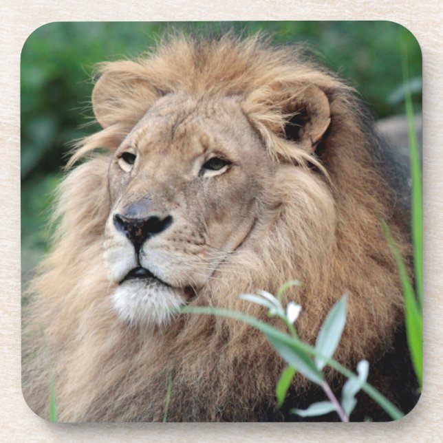 Dessous-de-verre Lion 021 (Devant)