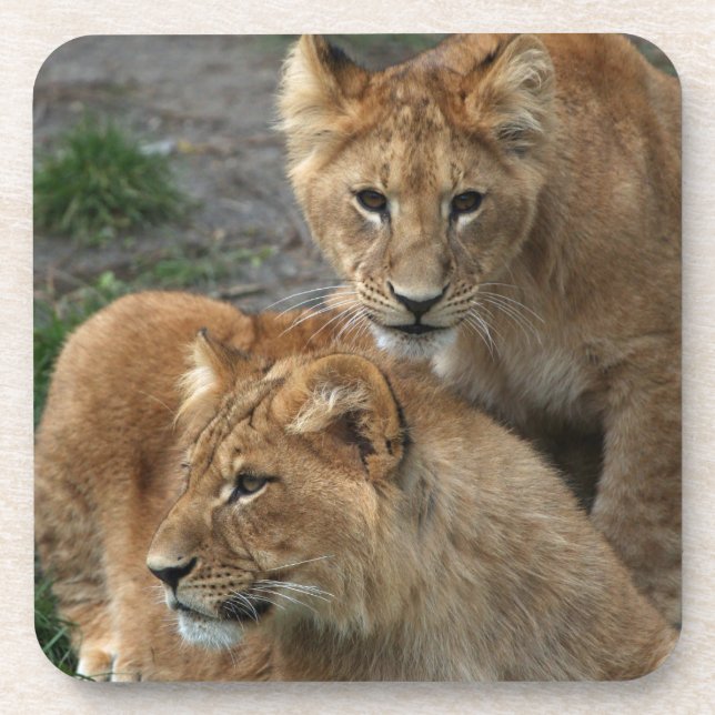 Dessous-de-verre Lion 033 (Devant)