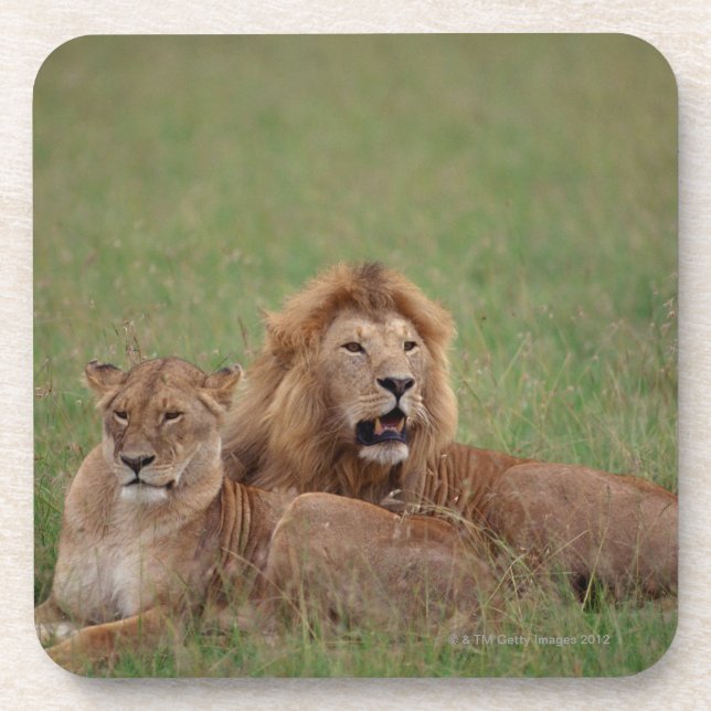 Dessous-de-verre Lion 2 (Devant)