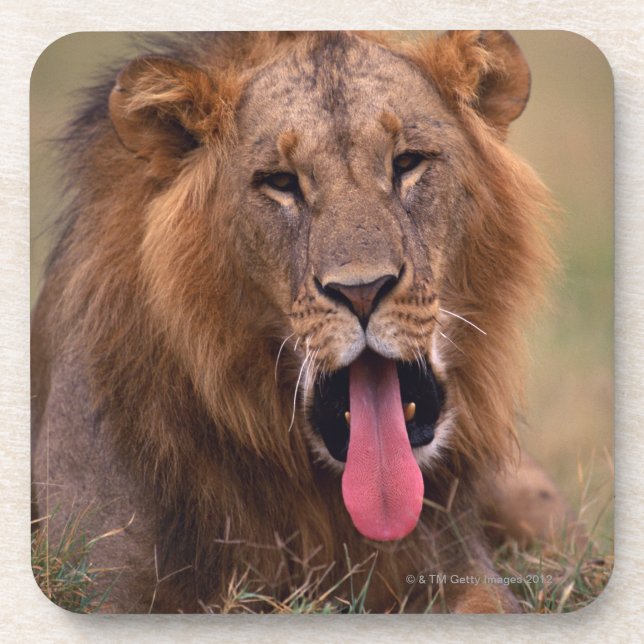 Dessous-de-verre Lion 2 (Devant)