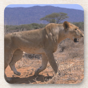 Dessous-de-verre Lion 3