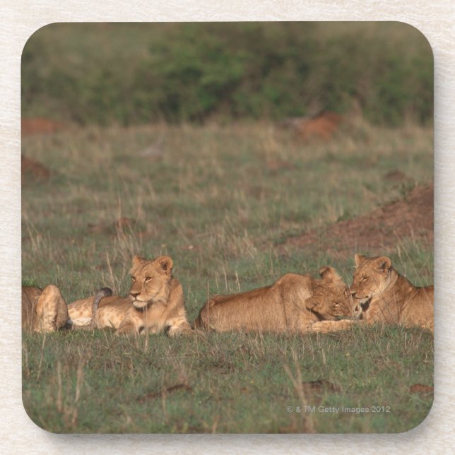 Dessous-de-verre Lion 4 (Devant)