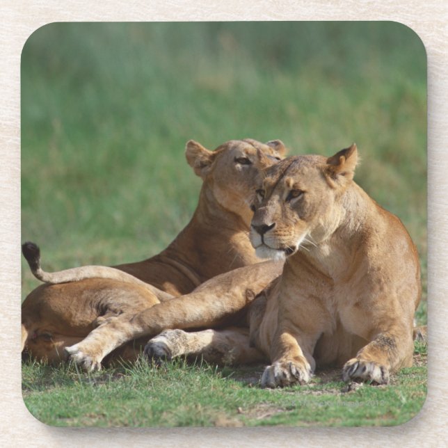 Dessous-de-verre Lion 5 (Devant)