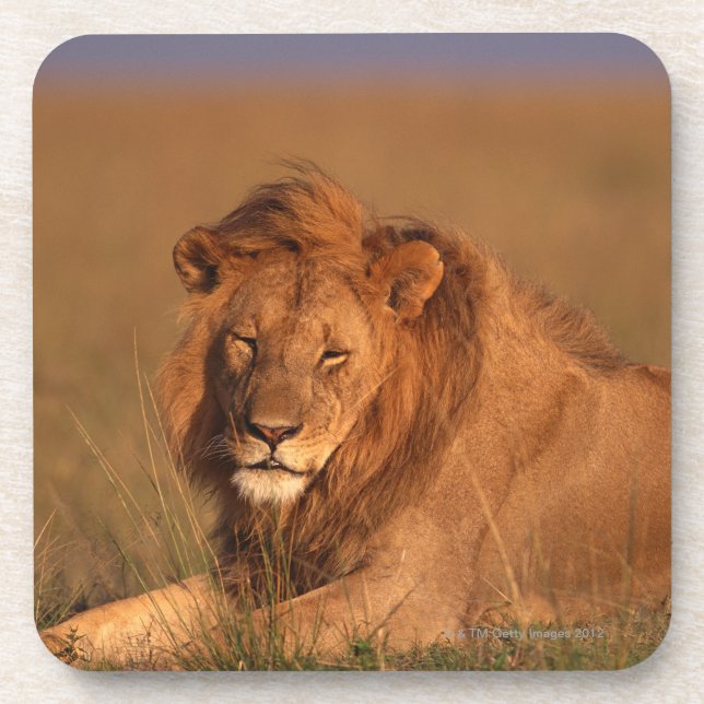 Dessous-de-verre Lion 8 (Devant)