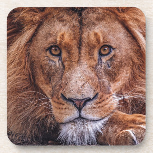 Dessous-de-verre Lion africain