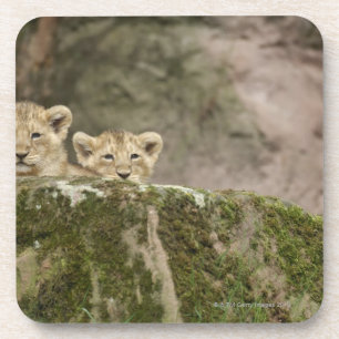 Dessous-de-verre Lion CUB jetant un coup d'oeil au-dessus de la