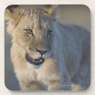 Dessous-de-verre Lion CUB (Panthera Lion)   Namibie