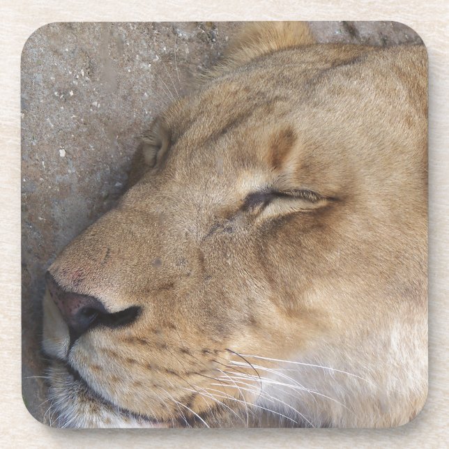 Dessous-de-verre Lion endormie (Devant)