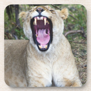 Dessous-de-verre Lion femelle (Panthera Lion), ressortissant de