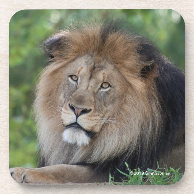 Dessous-de-verre Lion Lounging dans une forêt (Devant)
