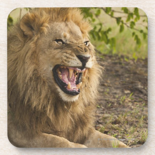 Dessous-de-verre Lion masculin grondant (Panthera Lion), Okavango