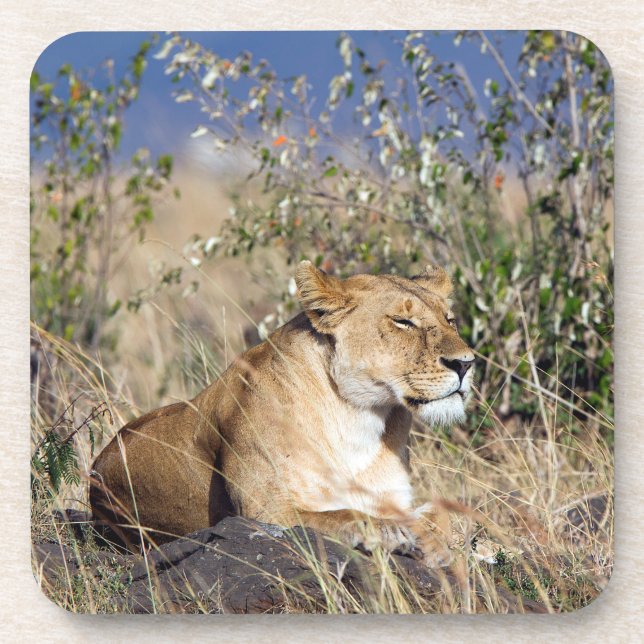 Dessous-de-verre Lioness resting (Devant)