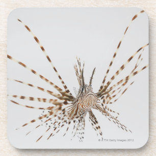 Dessous-de-verre Lionfish rouge (volitans de Pterois)