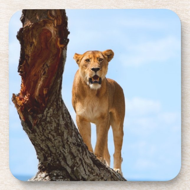 Dessous-de-verre Lionne (Devant)