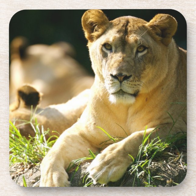 Dessous-de-verre Lions (Devant)