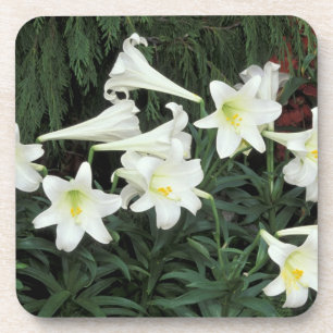 Dessous-de-verre Lis de Pâques (Lilium regale)