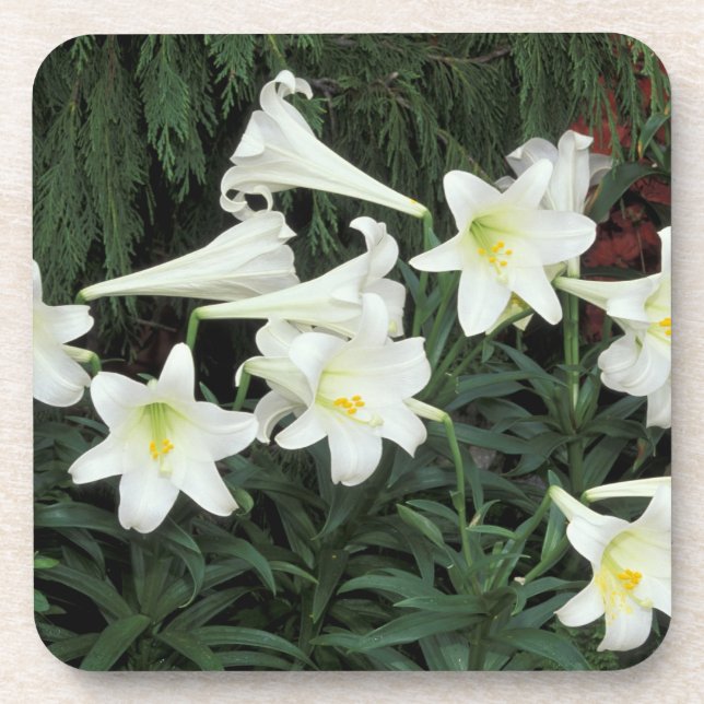 Dessous-de-verre Lis de Pâques (Lilium regale) (Devant)
