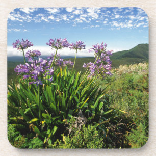 Dessous-de-verre Lisianthus d'Afrique (Agapanthus praecox), Mossel