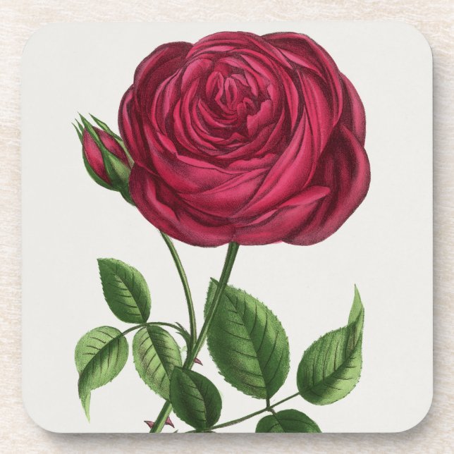 Dessous-de-verre Lithographie de rose antique, François-Frédéric Gr (Devant)