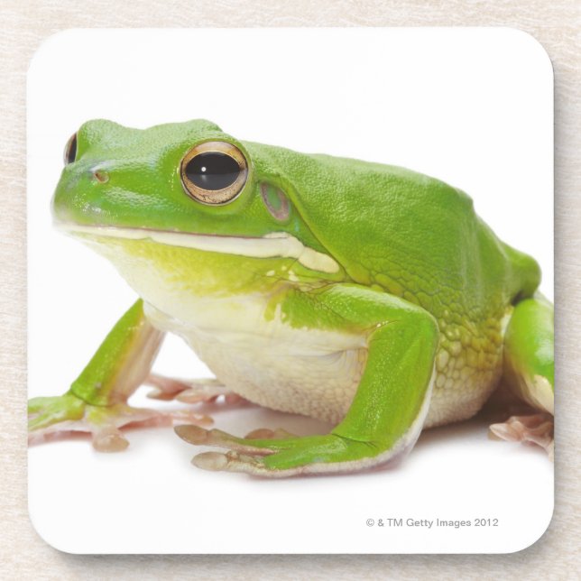 Dessous-de-verre Litora Infrafrenata, grenouille (Devant)