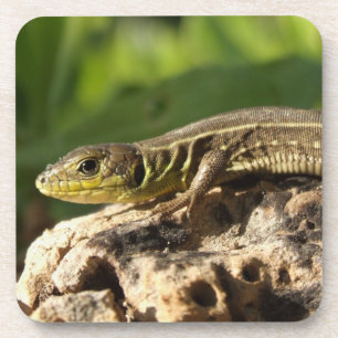 Dessous de verre Lizard