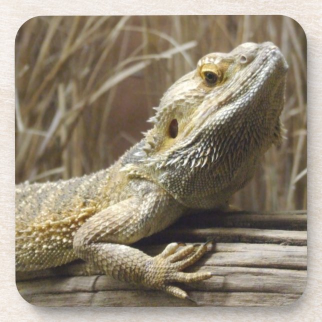 Dessous de verre Lizard (Devant)