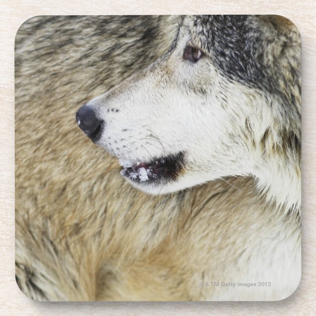 Dessous-de-verre Loup (Devant)