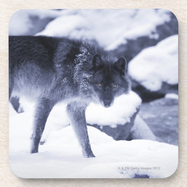 Dessous-de-verre Loup (Devant)